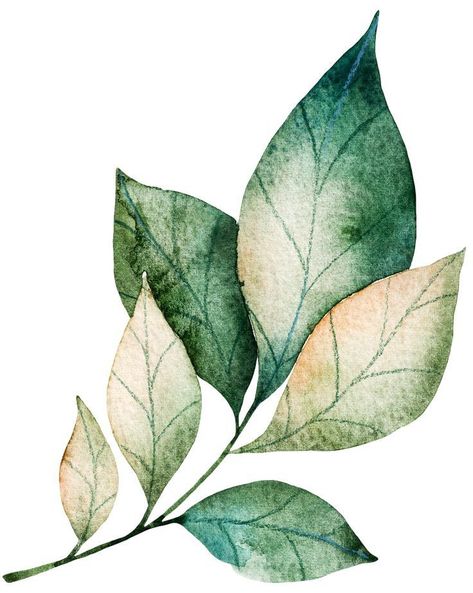 Leaves Wallpaper Iphone, Watercolour Leaves, Grass Plants, Watercolor Leaf, Grass Wallpaper, 동화 삽화, Leaf Plant, Watercolour Inspiration, Watercolor Plants