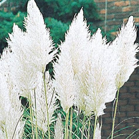 Have you tried the White Pampas Grass? Zero Scaping, Full Sun Container Plants, Groundcover Plants, White Pampas, Ornamental Grass, Pool Landscape, Deer Resistant Plants, Outdoor Designs, Sun Garden