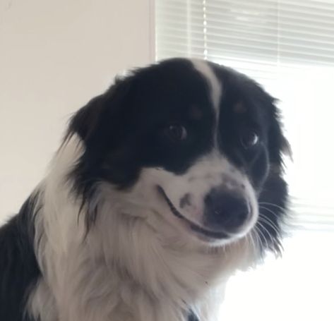 My dog was acting cute so I felt the need to share his little awkward smile #dogs #smilingdog #meme #cutedog #awkward #awkwarddog Awkward Smile, Smile Meme, Smiling Dog, Excited Dog, Emoji Drawings, Funny Animal Photos, Smiling Dogs, Silly Animals, Dog Face