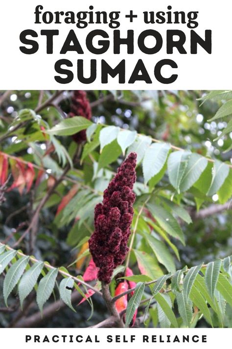 Abandoned Field, Sumac Recipes, Rhus Typhina, Staghorn Sumac, Medicinal Wild Plants, Medicinal Weeds, Wild Foraging, Wild Food Foraging, Foraging Recipes