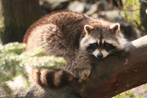 Raccoon Habitat, Raccoon Photography, Raccoon Photos, Raccoon Pics, Raccoon Aesthetic, Brown Raccoon, Shiloh Shepherd, Animal Aesthetic, Raccoon Shirt