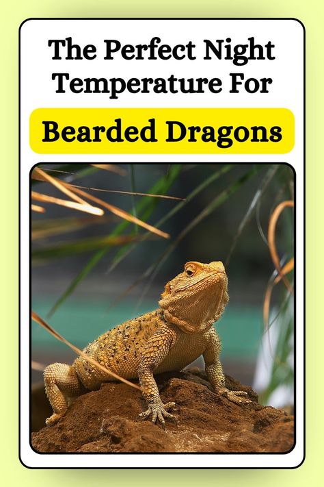 Temperature can be a highly debatable issue in bearded dragon husbandry. You will find many articles giving conflicting answers on what the perfect nighttime temperature range for bearded dragons is.  The perfect nighttime temperature range for an adult bearded dragon is 65°F–75°F (18°C–23°C). Perfect Night, Bearded Dragon