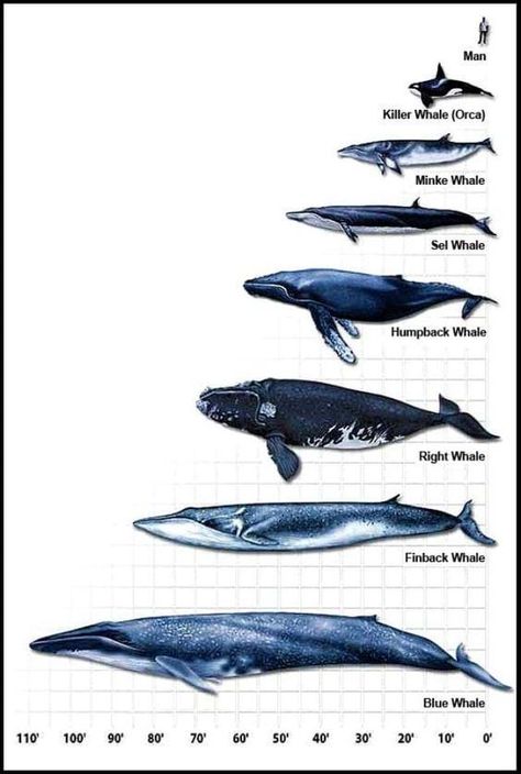 Whale scaling fact sheet Whale Chart, Types Of Whales, Whale Art, Marine Mammals, Whale Shark, Blue Whale, Ocean Creatures, Killer Whales, Marine Animals