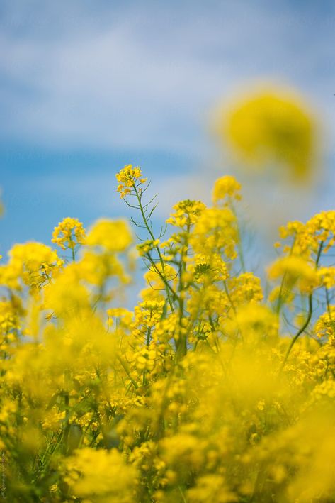 Yellow canola flowers bloom in Satte, Japan Yellow Flowers Background, Pastel Yellow Flowers Aesthetic, Canola Flower, Japan Flower Field, Yellow Flowers Blue Sky, Film China, Flower Field Yellow, Blooming Flowers, Screen Savers