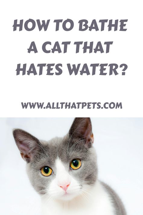 Discover stress-free techniques for bathing a water-averse cat! Master the art of feline grooming today. Try these tips now How To Give A Cat A Bath, Cat In Bathtub, Cat Wash, Warm Bathroom, Cat Tips, Cat Shampoo, Cat Bath, Older Cats, Cat Nails