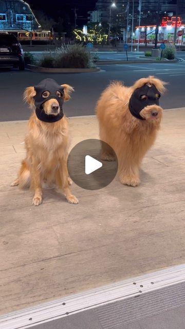 Golden Retriever Smile, Chien Golden Retriever, Golden Retriever Funny, Golden Puppy, Golden Retriever Puppy, Puppies Funny, Yoga Pant, Funny Dog Videos, Doberman Pinscher