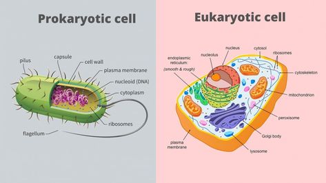 Cell Drawing, Biology Diagrams, Cell Diagram, Prokaryotic Cell, Eukaryotic Cell, Plasma Membrane, Living Organisms, Animal Cell, Plant Cell