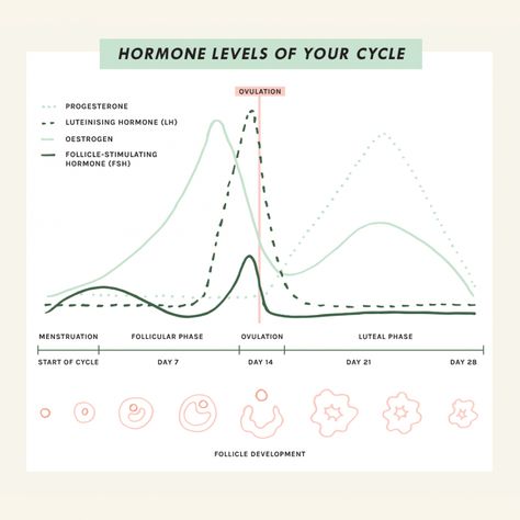 Womens Cycle Chart, Morning Wellness Routine, Hormone Cycle, Lunar Living, Flo Living, Period Health, Cycle Tracking, Menstrual Cycle Phases, Menstruation Cycle