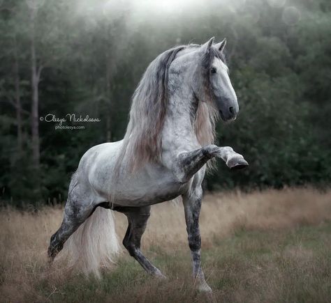 Lustiano Horses, Ahal Teke, Andalusian Stallion, Lusitano Stallion, Dapple Grey Horses, Lusitano Horse, Me And My Best Friend, Beautiful Horses Photography, Horse Anatomy