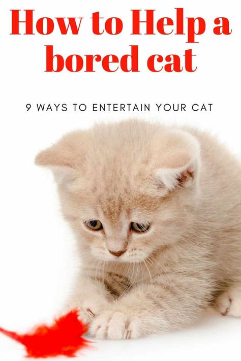 Bored Cat Ideas, Cat Enrichment Ideas, Cats Training, Cat Bored, Bored Cat, Cat Rules, Cat Simple, Cat Enrichment, Cat Behavior Problems