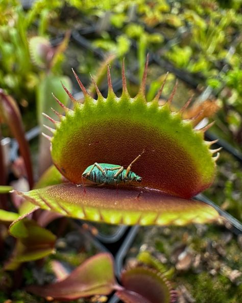 Dionaea muscipula (venus flytrap) and an old digested beetle 🌱 🌱 🌱 #plant #plants #plantascarnivoras #carnivorousplants #pitcherplant #pitcherplants #dionaea #venusflytrap #insect #nepenthes #sarracenia #plantsofinstagram #dionaeamuscipula #carnivorousplant #plantas #plantsmakepeoplehappy #plantdad #botanical #plantlover #plantaddict #drosera #beetle #houseplants #rareplants #gardening #pinguicula #exoticplants #plantdaddy #reptiles #wildlife Flytrap Plant, Venus Flytrap, Photo Background Images Hd, Venus Fly Trap, Pitcher Plant, Background Images Hd, Carnivorous Plants, Photo Background Images, Exotic Plants