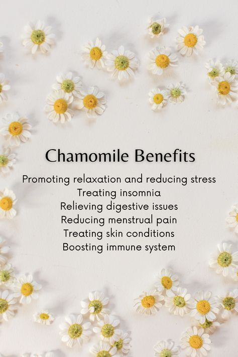 Meadowsweet Benefits, Chamomile Benefits, Medicinal Teas, Healing Tea Recipes, Benefits Of Chamomile, Ra Inspiration, Chamomile Tea Benefits, Herbal Benefits, Teas Recipes