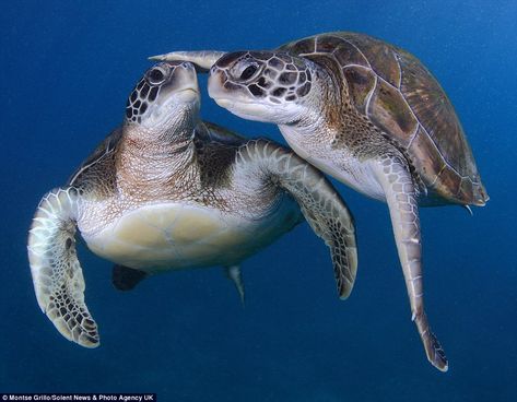 The pair of green turtles shared an intimate embrace off the coast of Tenerife in the Canary Islands, 100 km  west of the southern border of Morocco Turtles Swimming, Sea Turtle Pictures, Baby Sea Turtles, Sea Turtle Art, Turtle Swimming, Tortoise Turtle, Green Sea Turtle, Beautiful Sea Creatures, Turtle Love