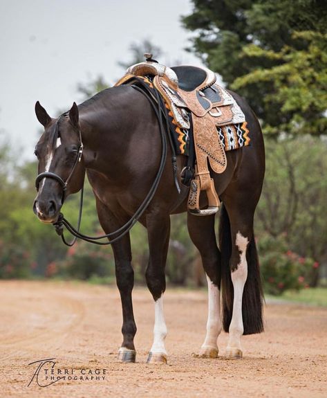 Aqha Western Pleasure, Western Pleasure Horses, Equestrian Aesthetic, Barrel Racing Horses, Western Horse Tack, American Quarter Horse, Western Pleasure, Most Beautiful Horses, Appaloosa Horses