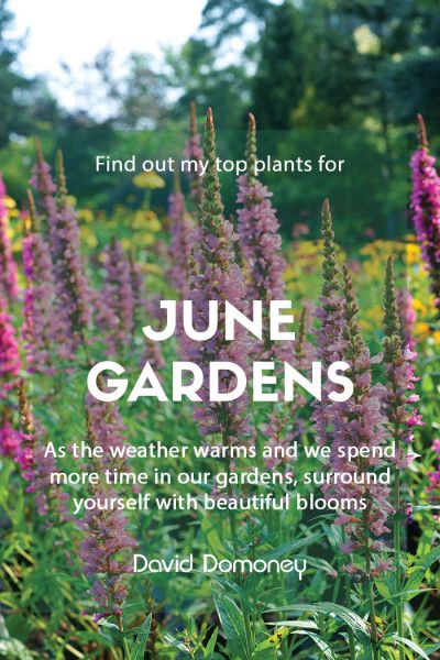 July Garden, June Blooming Flowers, Flowers That Bloom In June, Zone 6 Plants, Fast Growing Shrubs, Shrubs For Privacy, July Flowers, Flowering Cherry Tree, Herbaceous Border