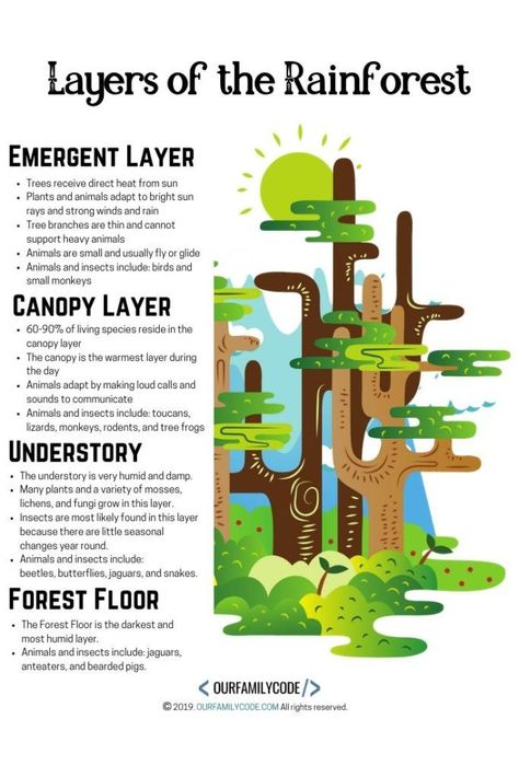 Rainforest Fingerplays, 4 Layers Of The Rainforest, Rainforest Ideas For Preschool, Rainforest Unit Kindergarten, Rainforest Layers Project, Rainforest Layers Craft, Layers Of The Rainforest Activities, Amazon Rainforest Crafts, Rainforest Science Activities