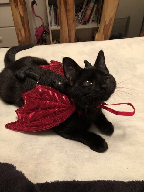 A Black Cat, A Black, Black Cat, Angel, Red, Black