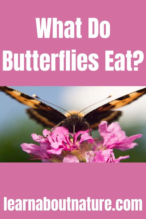 What Do Butterflies Eat? What Do Butterflies Eat, Nature Website, Butterfly Food, Flying Animals, Types Of Butterflies, Butterfly Plants, About Nature, A Lot Of People, The Things