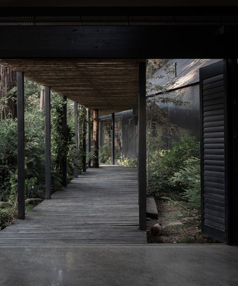 OF architects immerses the several pavilions of the mallarauco house within chilean forest Natural Pond, Forest Plants, Subtle Luxury, Redwood Forest, Chinese Garden, Commercial Architecture, Garden Path, Spring Nature, Architect House