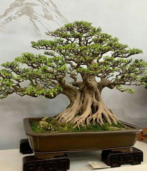 Bonsai Kimeng, Ficus Microcarpa Bonsai, Coconut Lamp, Ficus Ginseng Bonsai, Jade Plant Bonsai, Garden Bonsai Tree, Bonsai Fruit Tree, Bonsai Diy, Bonsai Making