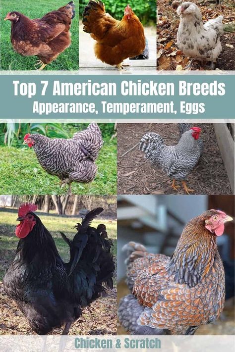 Chicken Egg Colors And Breeds, Americana Chickens Eggs, Ameraucana Chicken Eggs, Americauna Chickens, Heritage Breed Chickens, Americana Chickens, Chicken Egg Colors, Ameraucana Chicken, Heritage Chicken Breeds