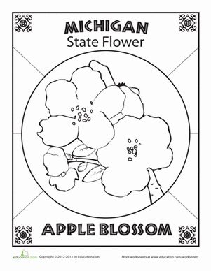 The apple blossom is the state flower for  two  different states: Michigan and Arkansas! Michigan State Flower, State Report Projects, Flower Worksheet, Classroom Map, State Flowers, All About Me Worksheet, Pennsylvania History, Pineapple Lemonade, Coloring Worksheets