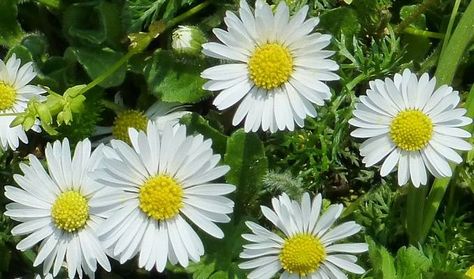 The Application, Health Benefits, Active Substances, Traditional Uses and Side Effects of the Medicinal Herb Daisy (Bellis perennis) Herb Uses, Common Daisy, Pinterest Plant, Making Tea, Medicinal Herb, Herbal Plants, Natural Healing Remedies, Herbal Healing, Wild Edibles