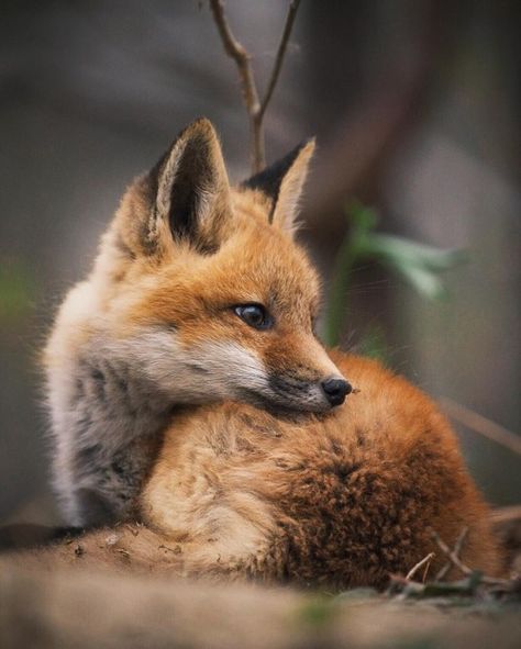 everythingfox:The best boy Fuchs Baby, Fox Pictures, Pet Fox, Airbrush Art, Baby Fox, Cute Fox, Dundee, Red Fox, On The Ground