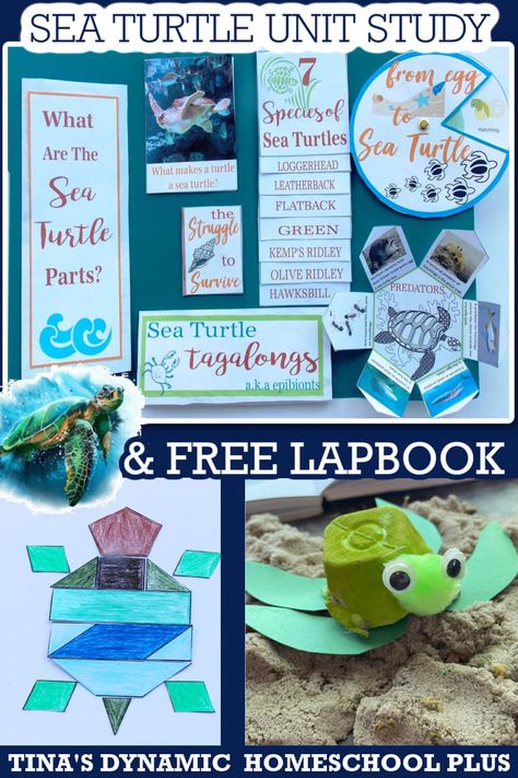 Fun Homeschool Unit Study Egg to Sea Turtle Lesson Plans & Lapbook Sea Turtle Poster Project, Nature Unit Study, Amplify Science, Homeschool Methods, Sea Turtle Life Cycle, Sea Turtle Facts, Turtle Activities, Lapbook Ideas, Nature Camp