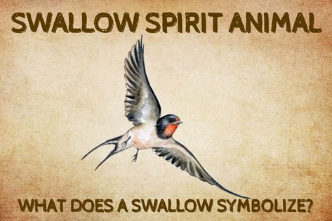 Swallow Spirit Animal: What Does a Swallow Symbolize? Swallow Meaning, Swallow Symbolism, Spirit Animal Quiz, Animal Quiz, W B Yeats, Barn Swallow, Vintage Homes, Spiritual Realm, Red Face