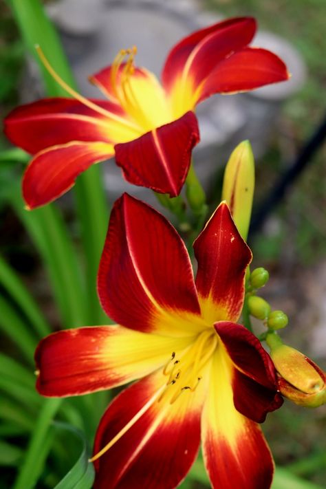 Red daylily Red Daylily, Garden 2023, Flowers, Red, Quick Saves