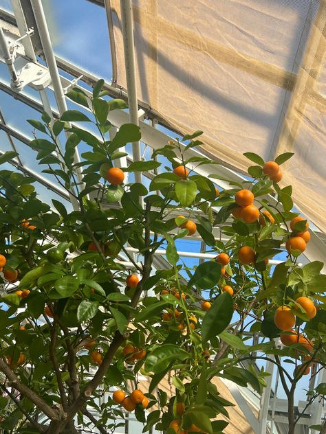 Fruit Trees Aesthetic, Greenhouse Fruit, Aesthetic Greenhouse, Summer Widgets, Aesthetic Fruit, California Vibe, Plant Aesthetic, Fruit Tree, Orange Tree