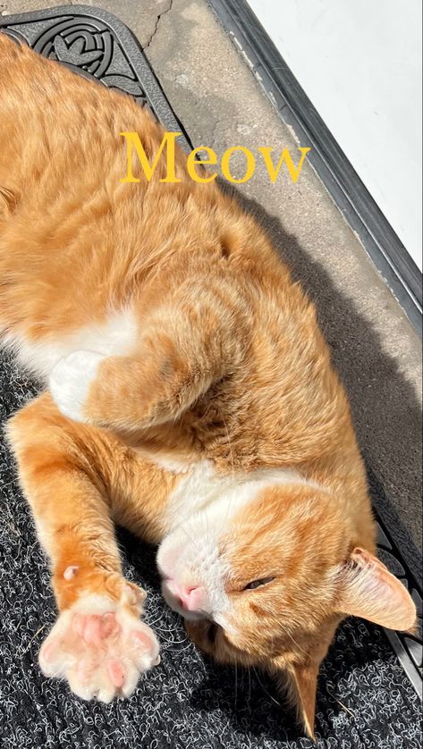 Ideal for the new iOS 16 wallpaper settings New Ios 16 Wallpaper, Ios 16 Wallpaper, Ginger Cat, New Ios, Ios 16, Ginger Cats, Cat Wallpaper, Ginger, Iphone Wallpaper