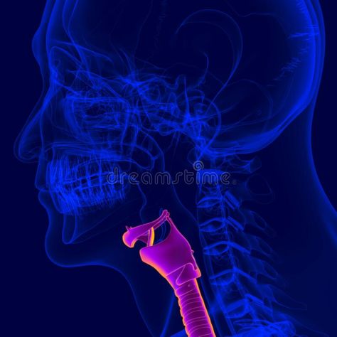 Respiratory System Anatomy, Lungs Anatomy, Human Respiratory System, Illustration Human, Anatomy Models, Concept Illustration, Respiratory System, Lungs, Respiratory