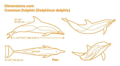 Bandsaw Templates, Shark Template, Posture Drawing, Mammals Animals, Whittling Patterns, Dolphin Drawing, Common Dolphin, Dolphin Family, Dolphins Tattoo