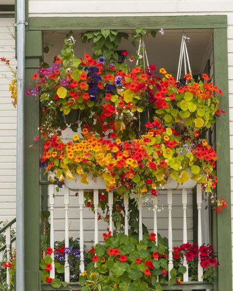 nasturtium growing guide Nasturtium Garden, Green Balcony, Deadheading Flowers, Easiest Flowers To Grow, Pot Display, Container Gardening Ideas, Potted Garden, Front Porch Flowers, Hydrangea Varieties