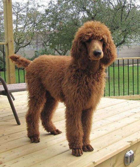 Red Poodles Standard, Standard Poodle Puppy Haircut, Standard Poodle Puppy Cut, Red Standard Poodle, Standard Poodle Cuts, Poodle Puppy Cut, Large Poodle, Standard Poodle Haircuts, Standard Poodle Puppy