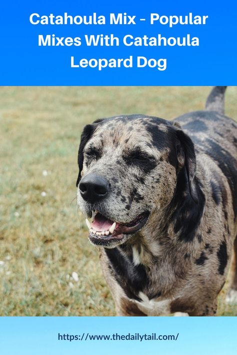 Catahoula Mix – Popular Mixes With Catahoula Leopard Dog Catahoula Dog, Catahoula Mix, Catahoula Leopard Dog Mix, American Dog, Catahoula Leopard Dog, Catahoula Leopard, Leopard Dog, Dog Mixes, Mixed Breed