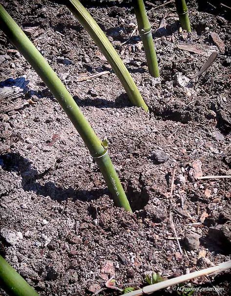 Creating Curved Bamboo Stakes Using Bamboo In The Garden, Strawberry Beds, Bamboo Stakes, Bamboo Trellis, Garden Netting, Bamboo Poles, Bamboo Canes, Garden Arbor, Bamboo Garden