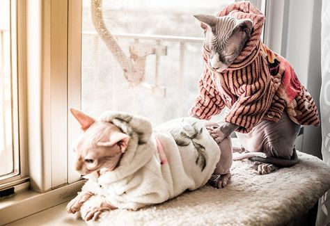 Cat Whisperer, Sphinx Cat, Cornish Rex, Rex Cat, Cat Spray, Hairless Cat, Sphynx Cat, Sphynx, Cats Meow