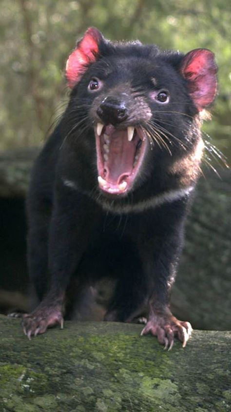 asmanian devil Devil Video, Animal Wallpaper Aesthetic, Mesmerizing Pictures, Tasmanian Devil Cartoon, Australian Mammals, Tattoo Nature, Animals Tattoo, Scary Animals, Dangerous Animals