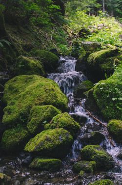 A forest kingdom and a measure of magic. I want to live among wolves and elves. Incredible Gardens, Forest Inspiration, Mossy Rocks, Scene Inspiration, Rock Waterfall, Photo Elements, Moss Garden, Garden Animals, Fantasy Forest