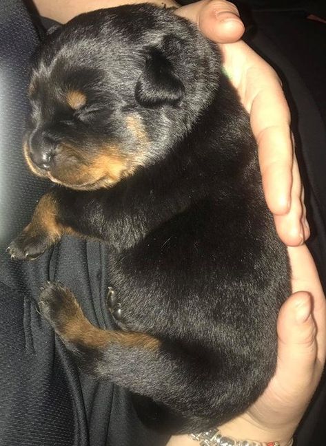 Rottweiler puppy ~ 10 days old Rotwilers Puppys, German Dog Breeds, Rottweiler Lovers, Rottweiler Love, Rottweiler Puppies, Rottweiler Dog, Pitbull, Happy Dogs, Rottweiler