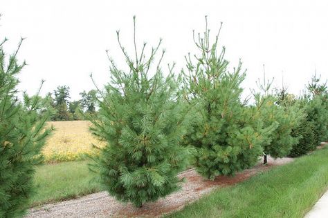 Pinus strobus (Eastern White Pine) Eastern White Pine Tree, Best Trees For Privacy, Types Of Pine Trees, Pinus Strobus, Fence Trees, Thuja Green Giant, Arborvitae Tree, White Pine Tree, Privacy Trees