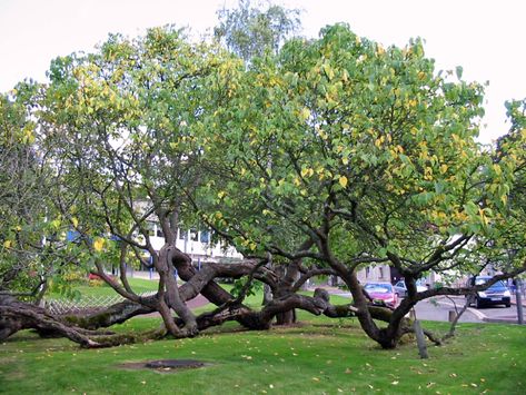 Black Mulberry Tree, Black Mulberry, White Mulberry, Seed Dispersal, Broken Egg, Mulberry Leaf, Tree Pruning, Australian Bush, Mulberry Tree