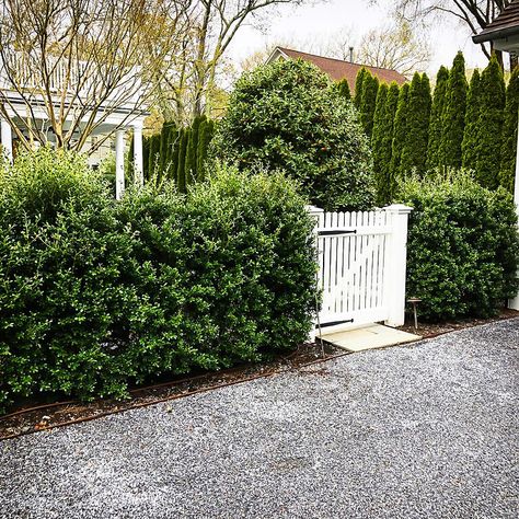 Holly Privacy Hedge, Holly Hedge Landscaping, Backyard Hedge Fence, Hedge With Gate, Japanese Holly Landscaping, Fence And Hedge Combination, Gate In Hedge, Hedge Fence Front Yard, Compact Japanese Holly