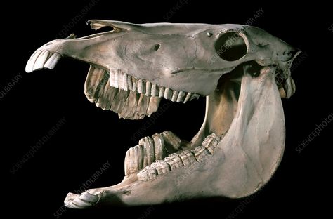 Deformed horse skull - Stock Image - C004/2583 - Science Photo Library Skull Open Mouth, Deformed Skull, Skull Photography, Horse Skull, Skull Reference, Veterinary School, Animal Skeletons, Horse Anatomy, Animal Skull