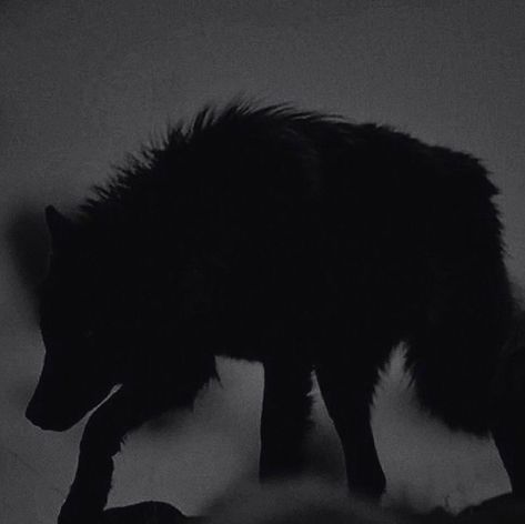 Black Fur Aesthetic, She Wolf Aesthetic, Dark Powers Aesthetic, Nevernight Chronicles, Werewolf Aesthetic, Under Your Spell, She Wolf, Black Wolf, A Wolf