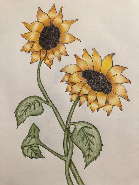 Sun Flower Drawing Simple, Flower Drawing Sunflower, Sunflower Drawing Simple, Sunflower Drawing Easy, Sunflower Drawings, Sunflower Sketch, Sunflower Sketches, Sunflower Drawing, Color Drawing Art