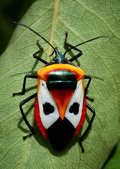 Ixora Shield Bug - Catacanthus punctus by Bill Higham, via Flickr Shield Bug, Weird Insects, Shield Bugs, Cool Insects, Beetle Insect, Cool Bugs, Beetle Bug, Beautiful Bugs, Arthropods